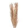 Droogboeket Vintage - Beige